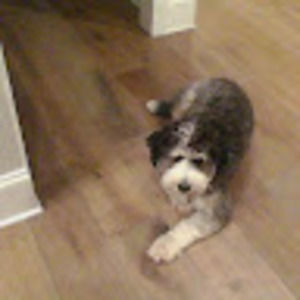 Meet your Posher, Blake